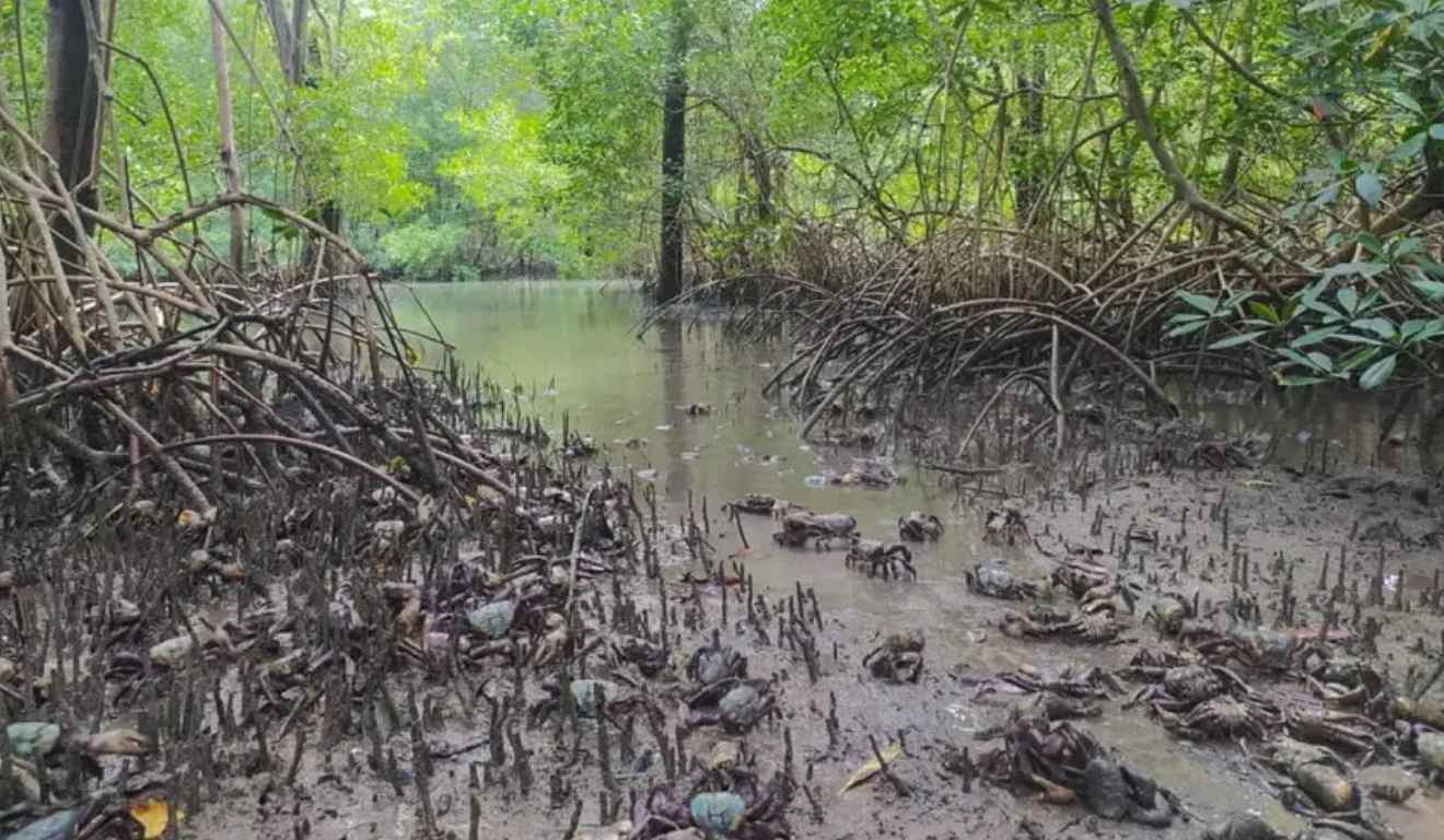 A Secretaria de Estado de Meio Ambiente, Clima e Sustentabilidade (Semas) informou que durante os dias 1 a 6 de fevereiro será o primeiro ciclo de defeso do caranguejo-uçá no Pará. Durante este período, estará proibida qualquer captura dos crustáceos por afetar diretamente em seu período de acasalamento