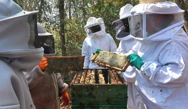 Para orientar apicultores de Minas Gerais sobre os procedimentos adequados na atividade, a Empresa de Assistência Técnica e Extensão Rural do Estado (Emater-MG) lançou a cartilha “Apicultura: Boas Práticas de Processamento”.