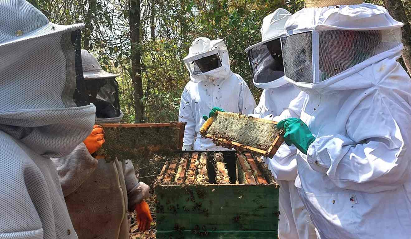 Para orientar apicultores de Minas Gerais sobre os procedimentos adequados na atividade, a Empresa de Assistência Técnica e Extensão Rural do Estado (Emater-MG) lançou a cartilha “Apicultura: Boas Práticas de Processamento”. Para orientar apicultores de Minas Gerais sobre os procedimentos adequados na atividade, a Empresa de Assistência Técnica e Extensão Rural do Estado (Emater-MG) lançou a cartilha “Apicultura: Boas Práticas de Processamento”.