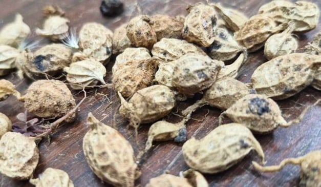 Pesquisas conduzidas pela Embrapa Recursos Genéticos e Biotecnologia (DF), em parceria com instituições do Brasil e do exterior, identificaram genes de parentes silvestres do amendoim capazes de ampliar a resistência das variedades cultivadas a diferentes estresses agrícolas. A abordagem é inédita por se basear em espécies nativas da América do Sul e no uso de tecnologias avançadas de melhoramento genético