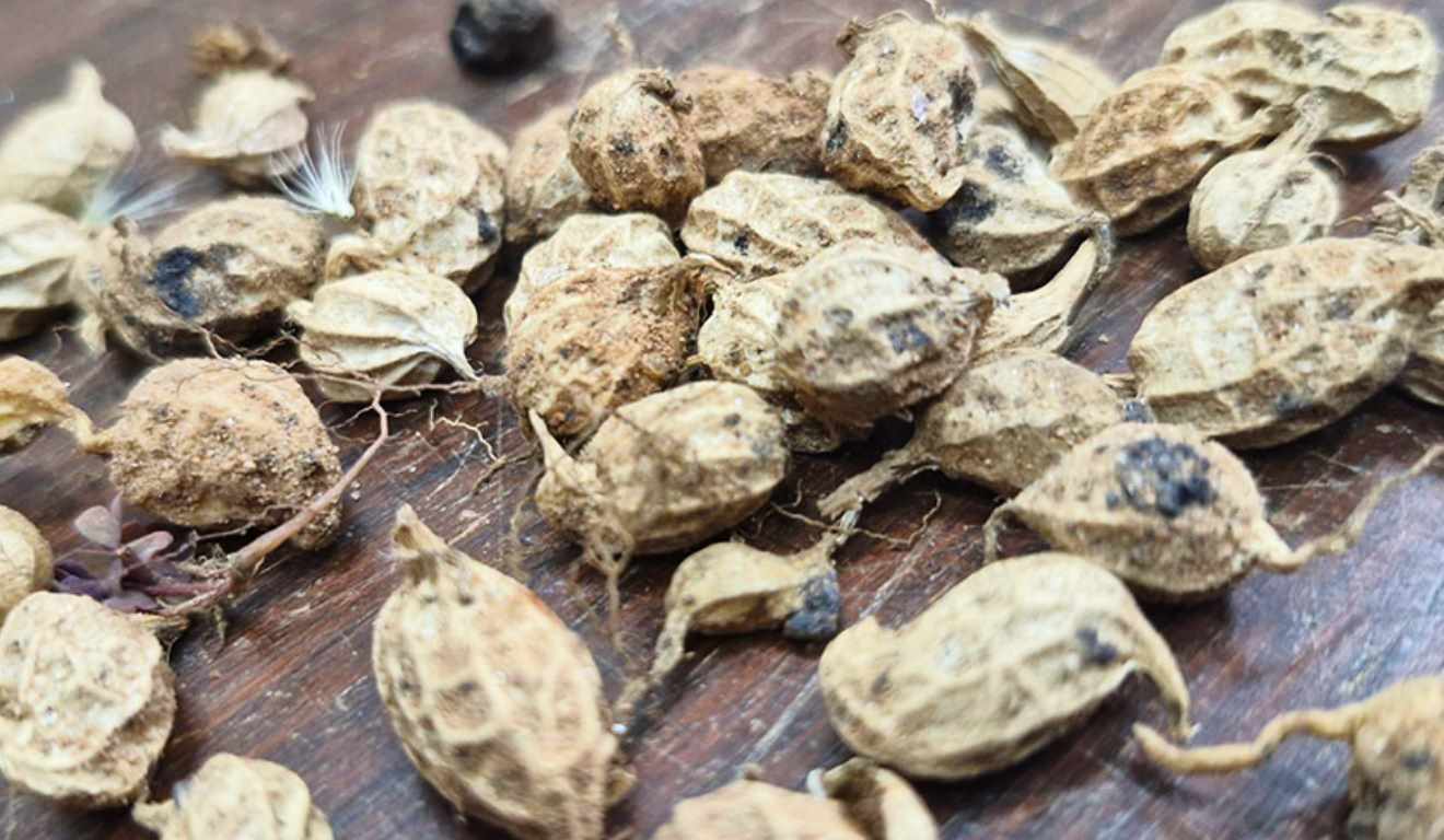 Pesquisas conduzidas pela Embrapa Recursos Genéticos e Biotecnologia (DF), em parceria com instituições do Brasil e do exterior, identificaram genes de parentes silvestres do amendoim capazes de ampliar a resistência das variedades cultivadas a diferentes estresses agrícolas. A abordagem é inédita por se basear em espécies nativas da América do Sul e no uso de tecnologias avançadas de melhoramento genético Pesquisas conduzidas pela Embrapa Recursos Genéticos e Biotecnologia (DF), em parceria com instituições do Brasil e do exterior, identificaram genes de parentes silvestres do amendoim capazes de ampliar a resistência das variedades cultivadas a diferentes estresses agrícolas. A abordagem é inédita por se basear em espécies nativas da América do Sul e no uso de tecnologias avançadas de melhoramento genético