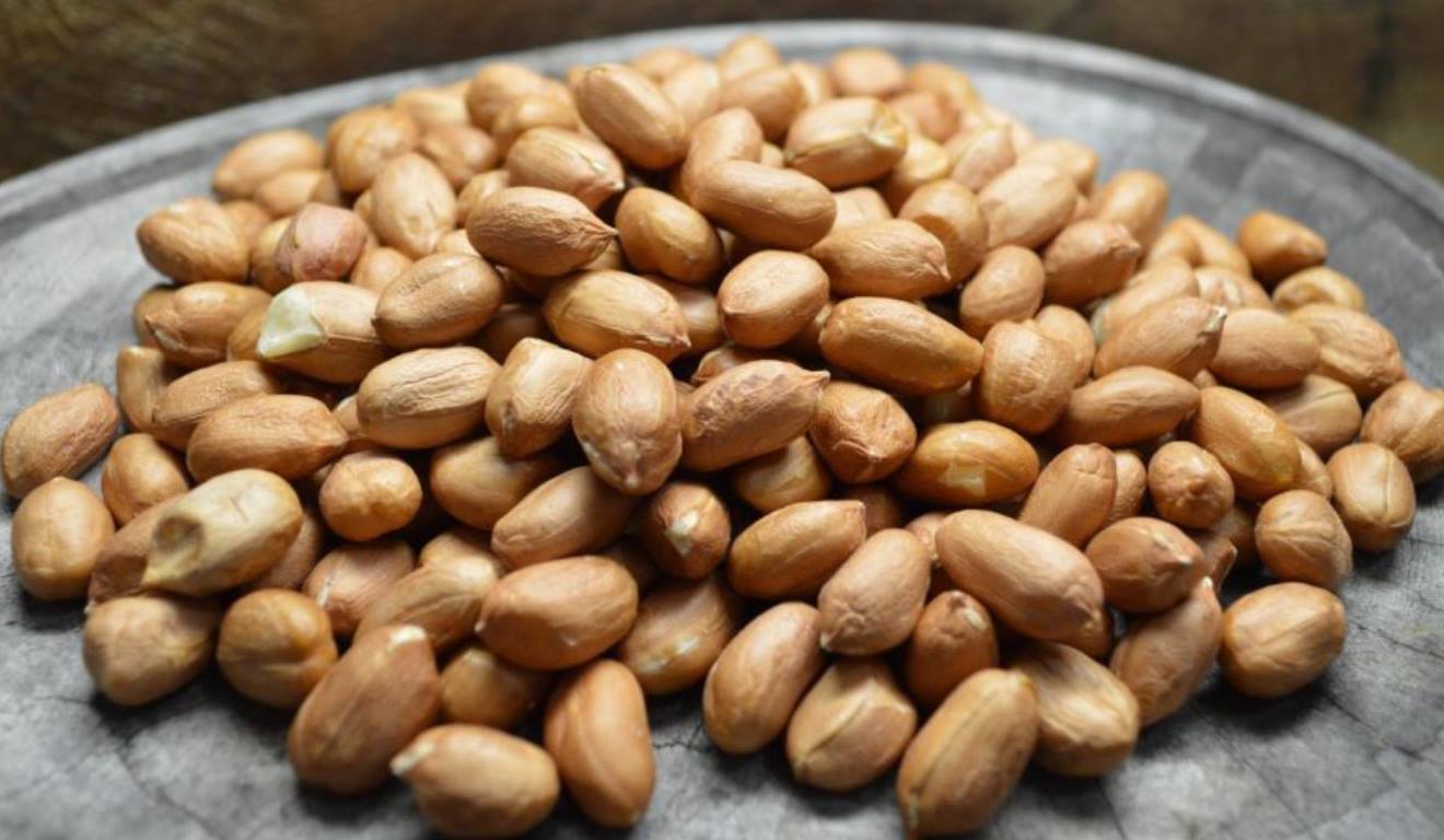 A Embrapa lançou um relatório sobre a produção de amendoim no Brasil. A nova publicação da Embrapa Algodão, Cultivo de Amendoim, mostra que a leguminosa alcançou a produtividade superior a 800 mil toneladas, em cerca de 220 mil hectares plantados. E o crescimento do setor se dá principalmente pelos avanços de técnicas de manejo e de uso de maquinário no campo A Embrapa lançou um relatório sobre a produção de amendoim no Brasil. A nova publicação da Embrapa Algodão, Cultivo de Amendoim, mostra que a leguminosa alcançou a produtividade superior a 800 mil toneladas, em cerca de 220 mil hectares plantados. E o crescimento do setor se dá principalmente pelos avanços de técnicas de manejo e de uso de maquinário no campo