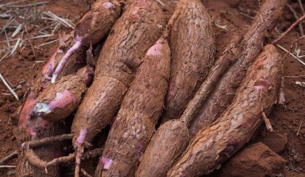 A Embrapa abriu o credenciamento para viveiristas interessados em adquirir material propagativo de cinco cultivares de mandioca. A oferta pública de licenciamento é voltada a produtores de mudas e manivas-semente da cultura, caso estejam inscritos no Registro Nacional de Sementes e Mudas (Renasem)