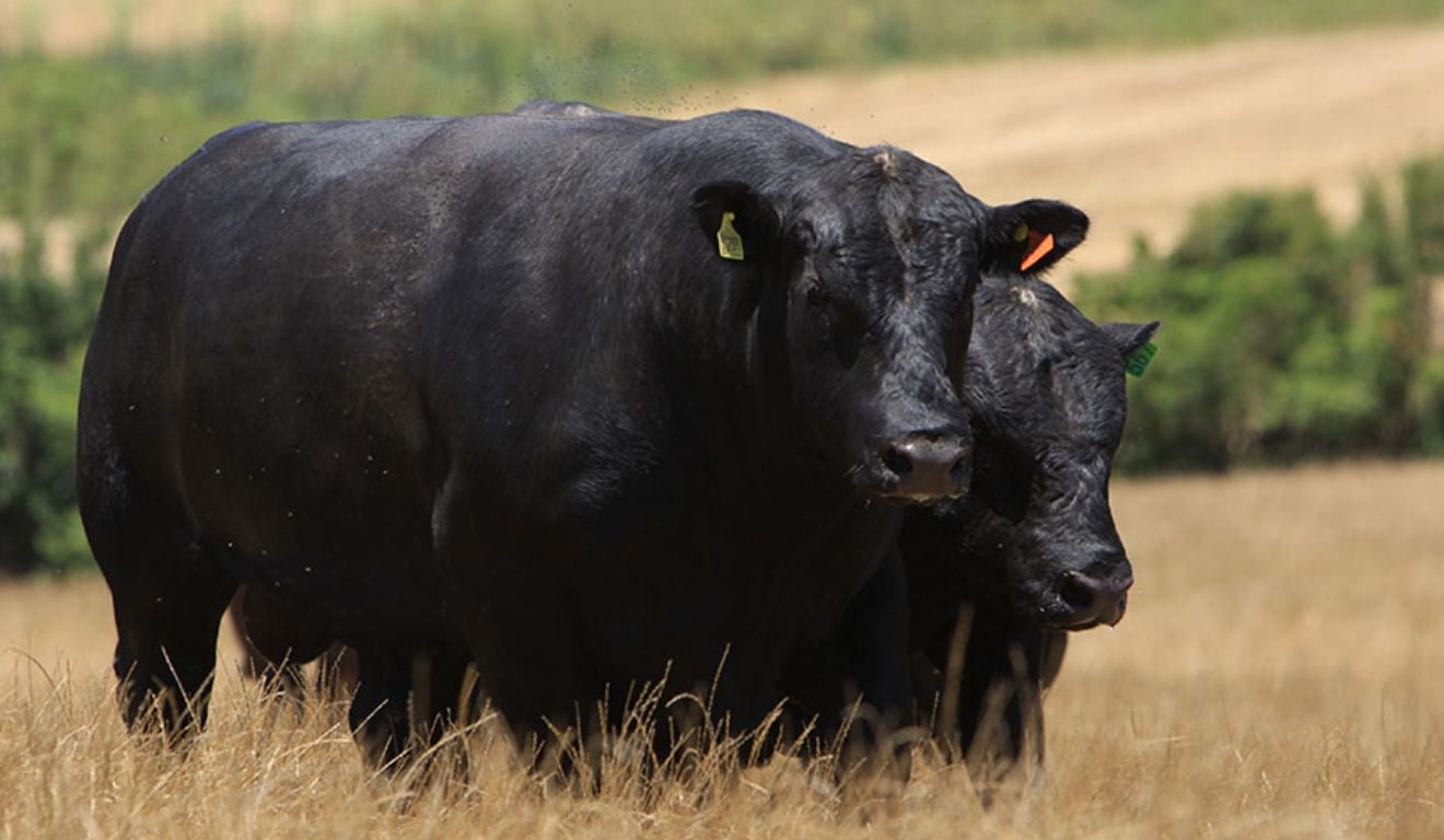 A Associação Brasileira de Angus lançou o selo Beef on Dairy, o primeiro do gênero no Brasil. A iniciativa integra ciência e setor produtivo para qualificar o mercado de carne premium no País. Desenvolvido com participação técnico-científica da Embrapa, o programa incentiva o cruzamento de vacas leiteiras das raças Holandesa e Jersey com touros Angus. O foco está na produção de uma carne diferenciada, já valorizada em mercados internacionais. A Associação Brasileira de Angus lançou o selo Beef on Dairy, o primeiro do gênero no Brasil. A iniciativa integra ciência e setor produtivo para qualificar o mercado de carne premium no País. Desenvolvido com participação técnico-científica da Embrapa, o programa incentiva o cruzamento de vacas leiteiras das raças Holandesa e Jersey com touros Angus. O foco está na produção de uma carne diferenciada, já valorizada em mercados internacionais.
