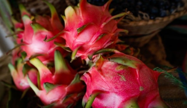 Nesta quinta-feira (29), o governo de Santa Catarina, por meio da Epagri, decretou o início da colheita de pitaia em 2026. Segundo projeções da empresa pública de pesquisa, a safra da fruta deve atingir um recorde de 7,8 mil toneladas colhidas, crescimento de 20% em relação ao ano passado