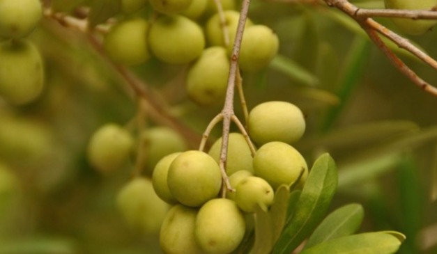 A 14ª Abertura Oficial da Colheita da Oliva acontece no dia 17 de abril, no município de Triunfo (RS), na propriedade do Azeite Milonga. A edição marca uma mudança no calendário e no formato do evento, tradicionalmente realizado em fevereiro.