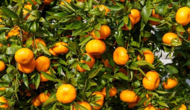 A captura média de psilídeo em armadilhas instaladas em 23 regiões do parque citrícola de São Paulo e do Triângulo sudoeste Mineiro caiu pelo segundo ano consecutivo. A informação consta em dados da plataforma Alerta Psilídeo, do Fundecitrus.