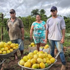Em 2025, o Governo de Goi&aacute;s aplicou R$ 80,5 milh&otilde;es em investimentos para pol&iacute;ticas p&uacute;blicas voltadas &agrave; agricultura familiar