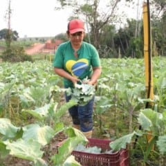 O governo do Acre criou um novo Selo da Agricultura Familiar, atrav&eacute;s da san&ccedil;&atilde;o da Lei n&ordm; 4.666. A nova pol&iacute;tica p&uacute;blica tem como objetivo identificar, valorizar e promover a produ&ccedil;&atilde;o agropecu&aacute;ria artesanal, garantindo que os produtos atendam a padr&otilde;es de qualidade e seguran&ccedil;a sanit&aacute;ria, al&eacute;m de fortalecer a gera&ccedil;&atilde;o de renda no campo
