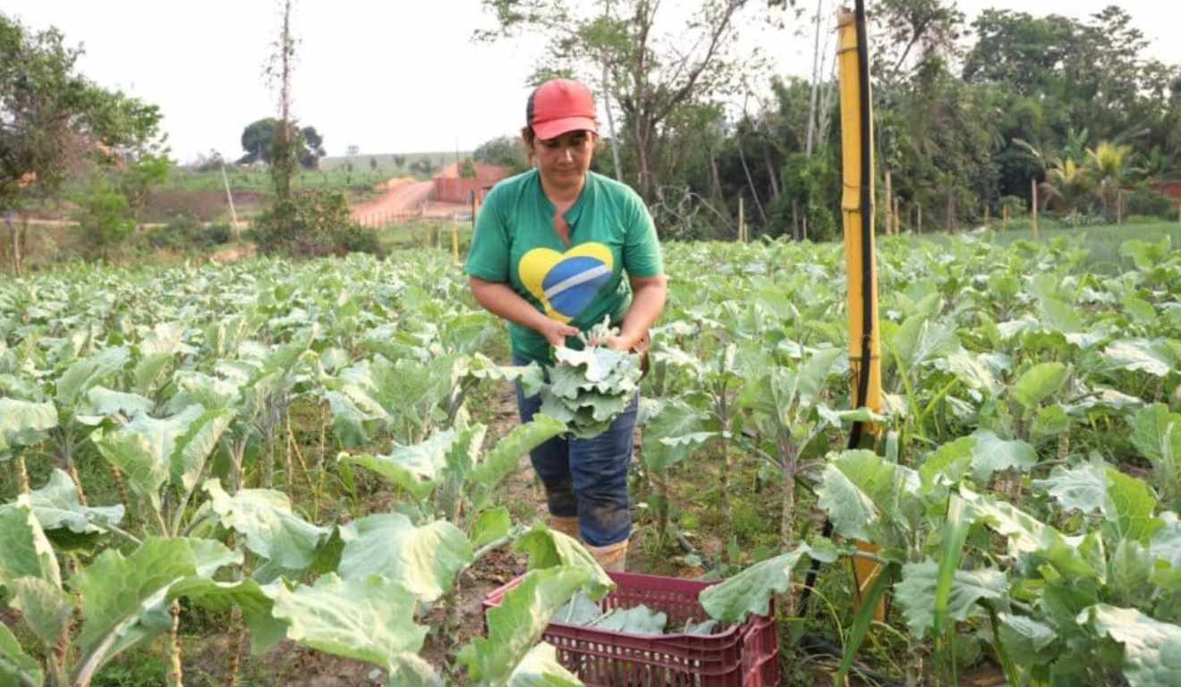 O governo do Acre criou um novo Selo da Agricultura Familiar, através da sanção da Lei nº 4.666. A nova política pública tem como objetivo identificar, valorizar e promover a produção agropecuária artesanal, garantindo que os produtos atendam a padrões de qualidade e segurança sanitária, além de fortalecer a geração de renda no campo O governo do Acre criou um novo Selo da Agricultura Familiar, através da sanção da Lei nº 4.666. A nova política pública tem como objetivo identificar, valorizar e promover a produção agropecuária artesanal, garantindo que os produtos atendam a padrões de qualidade e segurança sanitária, além de fortalecer a geração de renda no campo