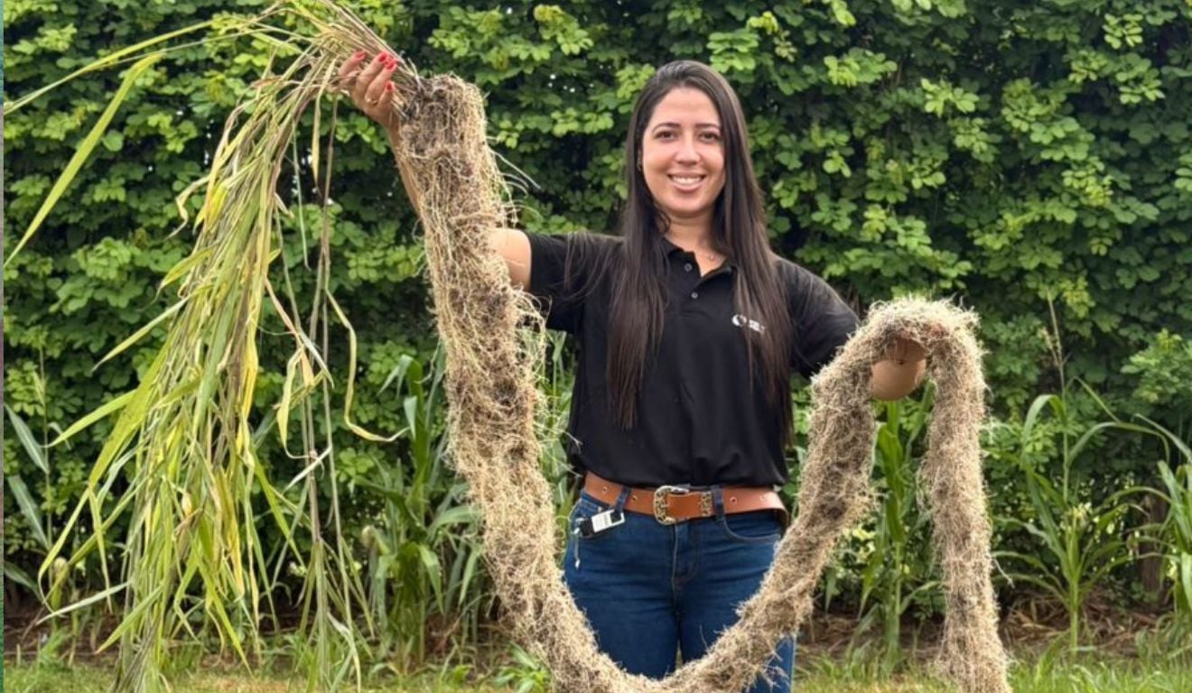 Uso de plantas de cobertura, como gramíneas forrageiras, ganha espaço como alternativa sustentável para recuperar solos compactados e reduzir riscos produtivos