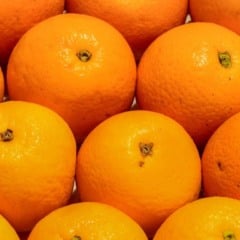 Produtores de citros do Estado de S&atilde;o Paulo t&ecirc;m at&eacute; 15 de janeiro para enviar &agrave; Defesa Agropecu&aacute;ria o relat&oacute;rio de Cancro/HLB (Greening). O documento deve apresentar os resultados das vistorias trimestrais realizadas no segundo semestre de 2025.