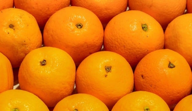 Produtores de citros do Estado de São Paulo têm até 15 de janeiro para enviar à Defesa Agropecuária o relatório de Cancro/HLB (Greening). O documento deve apresentar os resultados das vistorias trimestrais realizadas no segundo semestre de 2025.