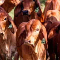 O uso da homeopatia na pecu&aacute;ria avan&ccedil;a no Rio Grande do Sul e em outras regi&otilde;es do pa&iacute;s, impulsionado por produtores que buscam reduzir custos, diminuir a aplica&ccedil;&atilde;o de produtos qu&iacute;micos e melhorar o bem-estar animal. A pr&aacute;tica j&aacute; apresenta resultados no controle de parasitas, al&eacute;m de ganhos no comportamento e na produtividade dos rebanhos.