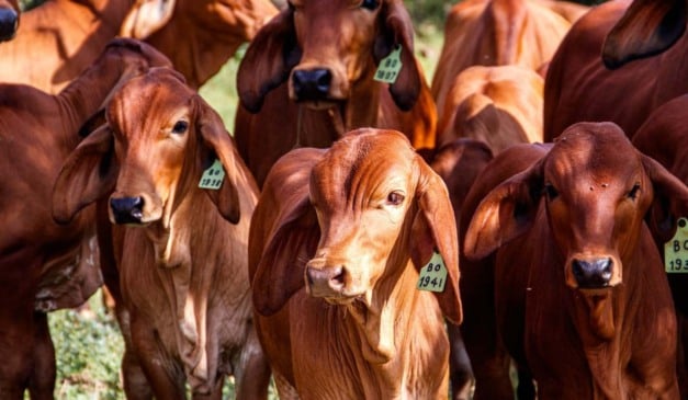 O uso da homeopatia na pecuária avança no Rio Grande do Sul e em outras regiões do país, impulsionado por produtores que buscam reduzir custos, diminuir a aplicação de produtos químicos e melhorar o bem-estar animal. A prática já apresenta resultados no controle de parasitas, além de ganhos no comportamento e na produtividade dos rebanhos.