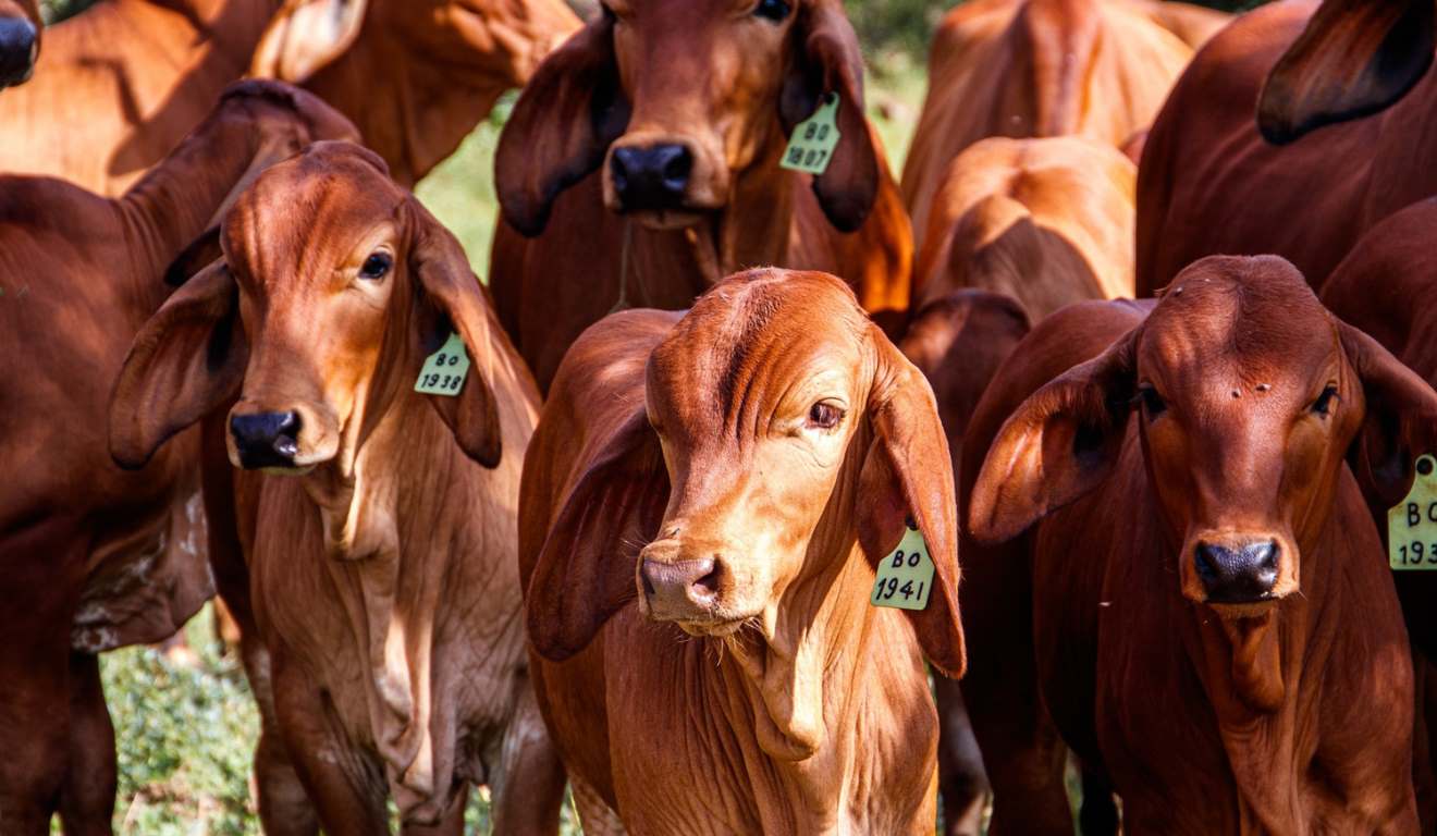 O uso da homeopatia na pecuária avança no Rio Grande do Sul e em outras regiões do país, impulsionado por produtores que buscam reduzir custos, diminuir a aplicação de produtos químicos e melhorar o bem-estar animal. A prática já apresenta resultados no controle de parasitas, além de ganhos no comportamento e na produtividade dos rebanhos. O uso da homeopatia na pecuária avança no Rio Grande do Sul e em outras regiões do país, impulsionado por produtores que buscam reduzir custos, diminuir a aplicação de produtos químicos e melhorar o bem-estar animal. A prática já apresenta resultados no controle de parasitas, além de ganhos no comportamento e na produtividade dos rebanhos.