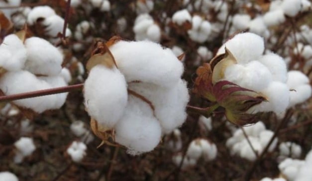 A Agência Estadual de Defesa Sanitária Animal e Vegetal (Iagro) alerta os produtores rurais sobre o período final para o cadastro de plantio de algodão na Região III em Mato Grosso do Sul. O cadastramento online termina nesta sexta-feira (30)
