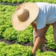 O Instituto Capixaba de Pesquisa, Assist&ecirc;ncia T&eacute;cnica e Extens&atilde;o Rural (Incaper) concentrou quase dois ter&ccedil;os das emiss&otilde;es do Cadastro Nacional da Agricultura Familiar (CAF) no Esp&iacute;rito Santo em 2025. Ao longo do ano, o instituto respondeu por 15.552 dos 25.361 cadastros realizados no estado.