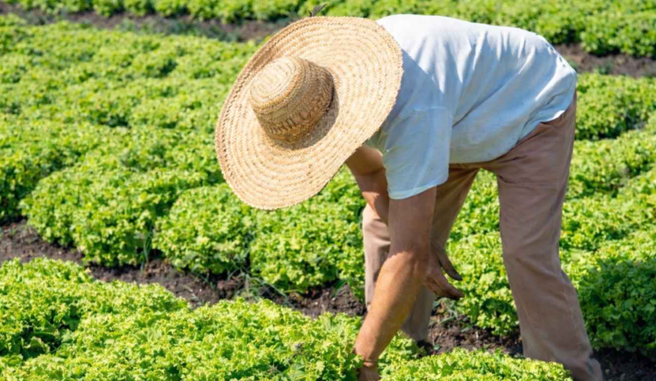Incaper lidera emissões do CAF no Espírito Santo