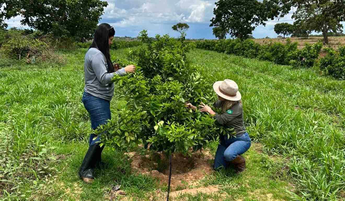 Levantamento descarta novos casos de cancro cítrico em Goiás