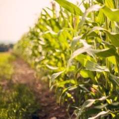 Praga lagarta-elasmo atua nos est&aacute;gios iniciais da lavoura de milho e pode comprometer o estande e a produtividade do cereal