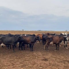 O estado do Mato Grosso est&aacute; investindo em melhoramento gen&eacute;tico no gado do leite. A estrat&eacute;gia de moderniza&ccedil;&atilde;o dos rebanhos leiteiros tem sido parte um de projeto de coopera&ccedil;&atilde;o com prefeituras e acordos com cooperativas e associa&ccedil;&otilde;es da pecu&aacute;ria leiteira.