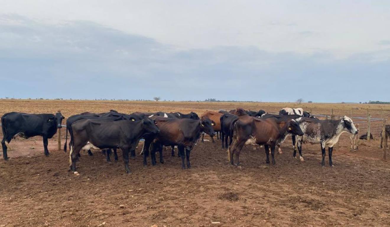 O estado do Mato Grosso está investindo em melhoramento genético no gado do leite. A estratégia de modernização dos rebanhos leiteiros tem sido parte um de projeto de cooperação com prefeituras e acordos com cooperativas e associações da pecuária leiteira. O estado do Mato Grosso está investindo em melhoramento genético no gado do leite. A estratégia de modernização dos rebanhos leiteiros tem sido parte um de projeto de cooperação com prefeituras e acordos com cooperativas e associações da pecuária leiteira.