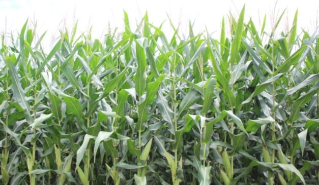 O início do plantio do milho segunda safra, safrinha, é um período estratégico e as decisões tomadas na semeadura impactam na lavoura