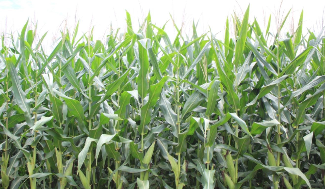 O início do plantio do milho segunda safra, safrinha, é um período estratégico e as decisões tomadas na semeadura impactam na lavoura