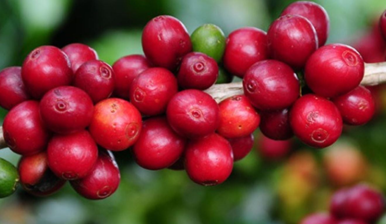 O Valor Bruto da Produção (VBP) agropecuária de Minas Gerais alcançou R$ 167,8 bilhões em 2025. Recorde histórico, com crescimento de 13,5% em relação a 2024, confirmando as projeções para o setor rural no estado. O indicador é atualizado mensalmente. O Valor Bruto da Produção (VBP) agropecuária de Minas Gerais alcançou R$ 167,8 bilhões em 2025. Recorde histórico, com crescimento de 13,5% em relação a 2024, confirmando as projeções para o setor rural no estado. O indicador é atualizado mensalmente.