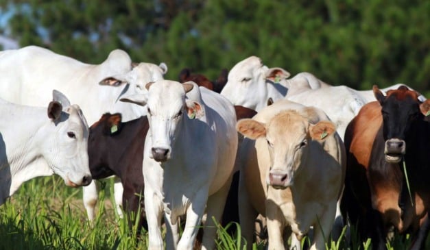 A Agência de Defesa Agropecuária do Paraná (Adapar) anunciou, ontem (22), a digitalização da Certidão de Estabelecimento Rural para produtores rurais que possuem exploração pecuária ativa e registrada pela agência. A emissão do documento pode ser realizada por meio do site da Adapar, pelo próprio pecuarista
