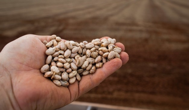 Em 2025, o Paraná se tornou o produtor de quase 40% das sementes de feijão no Brasil. Segundo dados do Controle de Produção de Sementes e Mudas, do Ministério da Agricultura e Pecuária (Sigef/Mapa), nas safras 2024/25 e 2025/25 do cultivar foram implantados 17.822 hectares de campos de produção de sementes de cultivares de feijão do grupo comercial carioca, e 14.337 ha de campos de sementes de feijão do grupo comercial preto