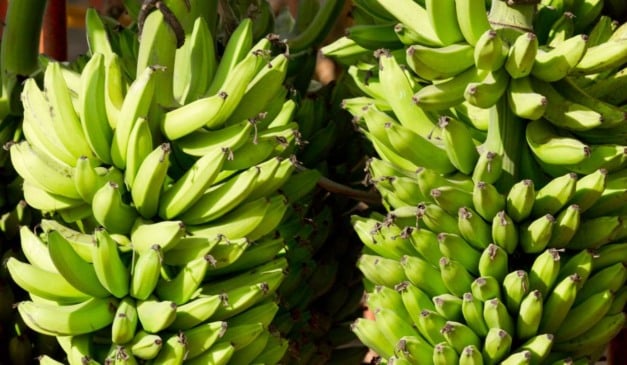 Pesquisa desenvolvida pelo Instituto Federal do Espírito Santo (Ifes) avalia o uso de bananas que seriam descartadas para a produção de amido. A iniciativa busca reduzir o desperdício, ampliar o aproveitamento da fruta e atender à demanda da indústria alimentícia, com potencial de geração de renda no estado.