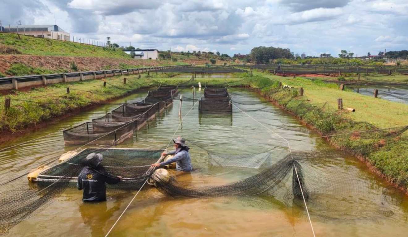 Pesquisa desenvolvida no estado de São Paulo por pesquisadores do Instituto de Pesca (IP-Apta), ligado à Secretaria de Agricultura e Abastecimento, analisou características genéticas e fenotípicas da tilápia-do-nilo (Oreochromis niloticus). O estudo integra a linha de fomento do Centro de Ciência para o Desenvolvimento (CCD), no âmbito do Núcleo de Pesquisa Pescado para Saúde. Pesquisa desenvolvida no estado de São Paulo por pesquisadores do Instituto de Pesca (IP-Apta), ligado à Secretaria de Agricultura e Abastecimento, analisou características genéticas e fenotípicas da tilápia-do-nilo (Oreochromis niloticus). O estudo integra a linha de fomento do Centro de Ciência para o Desenvolvimento (CCD), no âmbito do Núcleo de Pesquisa Pescado para Saúde.
