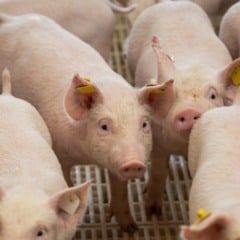 Ontem (6), o governador Rafael Fonteles decretou estado de emerg&ecirc;ncia zoossanit&aacute;ria em todo o territ&oacute;rio do estado do Piau&iacute;, para preven&ccedil;&atilde;o e controle da Peste Su&iacute;na Cl&aacute;ssica (PSC). O foco da doen&ccedil;a foi descoberto na cidade de Porto, e a validade da medida &eacute; 180 dias