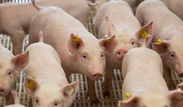 Ontem (6), o governador Rafael Fonteles decretou estado de emergência zoossanitária em todo o território do estado do Piauí, para prevenção e controle da Peste Suína Clássica (PSC). O foco da doença foi descoberto na cidade de Porto, e a validade da medida é 180 dias