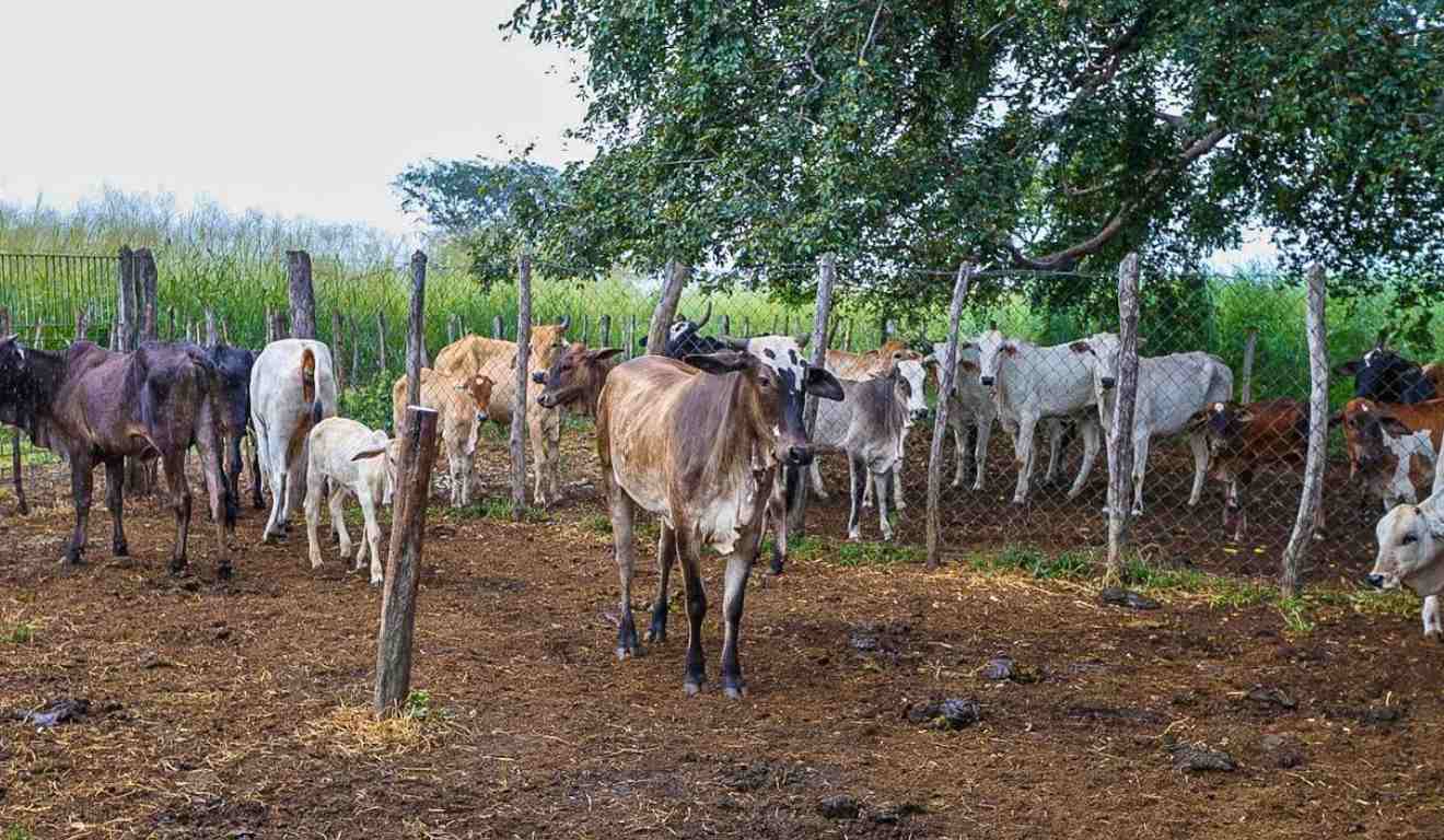 O Programa Piauí + Genética avança como uma das principais políticas públicas de modernização da pecuária no estado. Em 2025, a iniciativa realizou a inseminação artificial de mais de 26 mil bovinos em 103 municípios. O programa beneficiou diretamente mais de 1.100 pequenos e médios produtores. O Programa Piauí + Genética avança como uma das principais políticas públicas de modernização da pecuária no estado. Em 2025, a iniciativa realizou a inseminação artificial de mais de 26 mil bovinos em 103 municípios. O programa beneficiou diretamente mais de 1.100 pequenos e médios produtores.