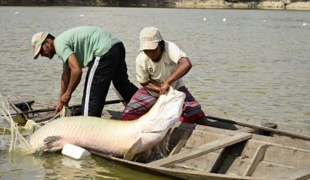 O pirarucu (Arapaima gigas) e o filhote (Brachyplatystoma filamentosum), duas espécies emblemáticas da ictiofauna amazônica, tiveram seus conjuntos de DNA totalmente decifrados em um estudo inédito conduzido pela Universidade Federal do Pará (UFPA). A pesquisa foca peixes de alta demanda gastronômica que ainda enfrentam desafios para a reprodução em sistemas de piscicultura.