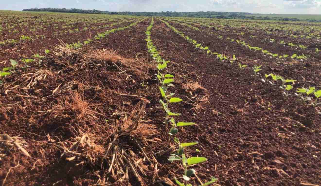 Com apenas quatro dias para o fim do prazo obrigatório de cadastro do plantio da safra 2025/2026 de soja, a Agência Estadual de Defesa Sanitária Animal e Vegetal (Iagro) alerta para a baixa adesão em Mato Grosso do Sul. Com apenas quatro dias para o fim do prazo obrigatório de cadastro do plantio da safra 2025/2026 de soja, a Agência Estadual de Defesa Sanitária Animal e Vegetal (Iagro) alerta para a baixa adesão em Mato Grosso do Sul.