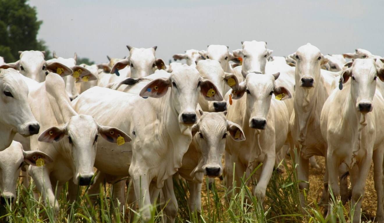 Goiás encerrou a safra 2024/25 com resultados históricos na produção de grãos e avanços consistentes nas cadeias pecuárias. Dados da Secretaria de Agricultura, Pecuária e Abastecimento (Seapa), da Companhia Nacional de Abastecimento (Conab) e do Ministério da Agricultura e Pecuária (Mapa) mostram recordes de produção, ganhos de produtividade e maior presença nas exportações. Goiás encerrou a safra 2024/25 com resultados históricos na produção de grãos e avanços consistentes nas cadeias pecuárias. Dados da Secretaria de Agricultura, Pecuária e Abastecimento (Seapa), da Companhia Nacional de Abastecimento (Conab) e do Ministério da Agricultura e Pecuária (Mapa) mostram recordes de produção, ganhos de produtividade e maior presença nas exportações.