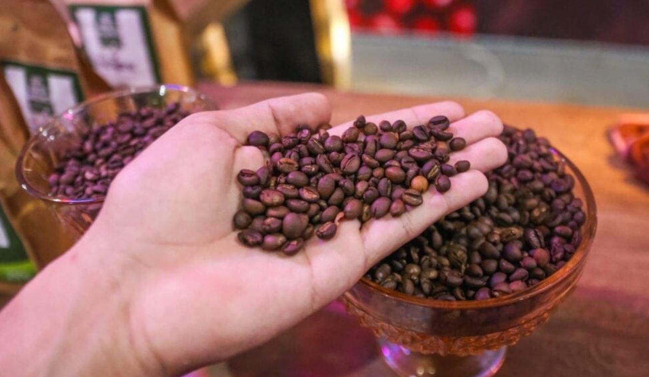 A produção de café no Acre registrou um crescimento de 115,4% em 2025, segundo o Levantamento Sistemático da Produção Agrícola (LSPA) do Instituto Brasileiro de Geografia e Estatística (IBGE), divulgado no último dia 15. O volume produzido passou de 3.079 toneladas para 6.632 toneladas A produção de café no Acre registrou um crescimento de 115,4% em 2025, segundo o Levantamento Sistemático da Produção Agrícola (LSPA) do Instituto Brasileiro de Geografia e Estatística (IBGE), divulgado no último dia 15. O volume produzido passou de 3.079 toneladas para 6.632 toneladas