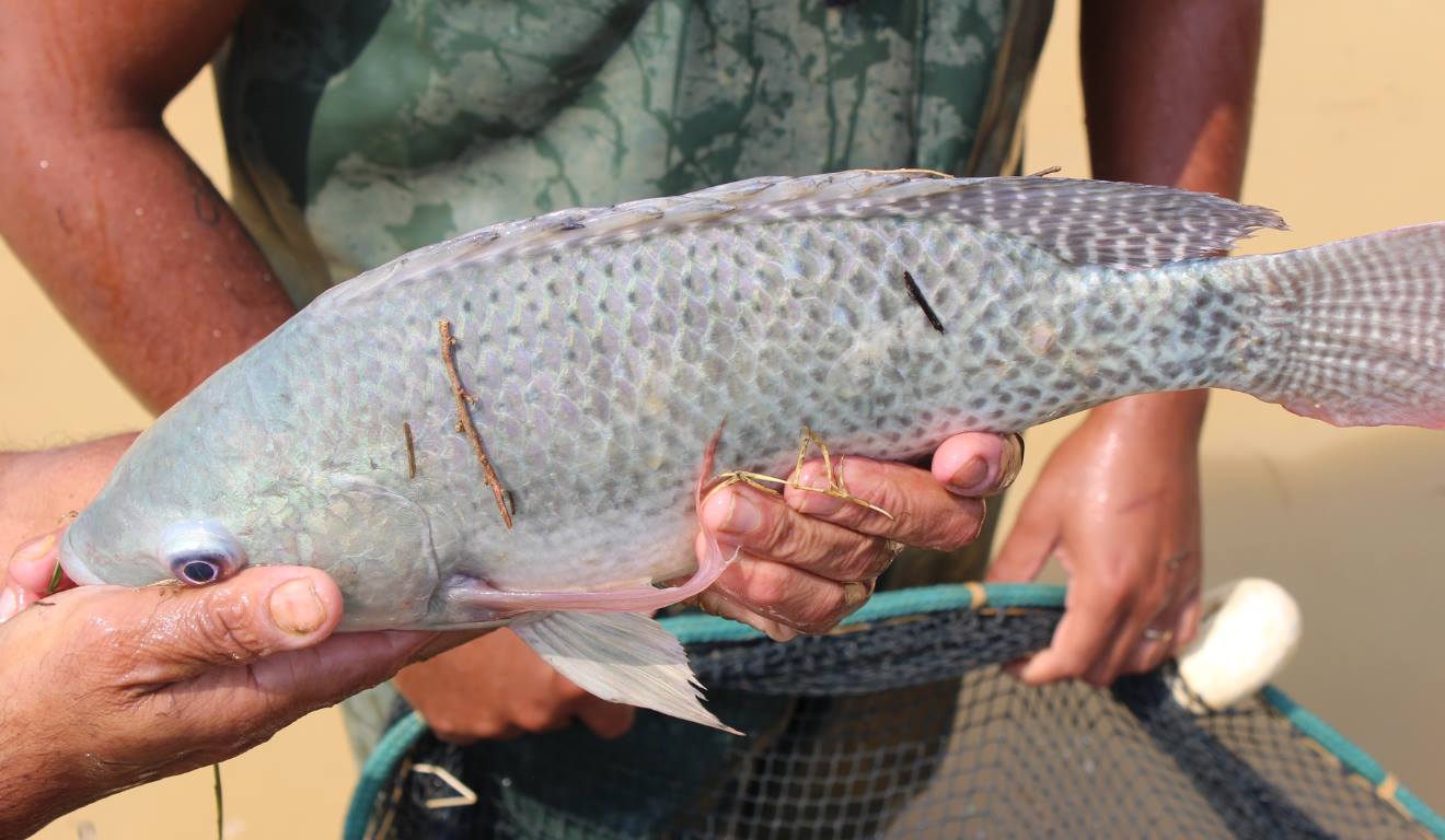 A produção de tilápia tem registrado crescimento na região Sudeste do Brasil, com destaque para os estados de São Paulo e Minas Gerais. Nesses mercados, a aquicultura vem ganhando relevância econômica, impulsionada pela expansão do consumo de pescado e pelo avanço de estudos técnicos sobre a espécie introduzida no país. Segundo especialistas, o setor cresce em ritmo acelerado diante da maior demanda por proteínas de origem animal na região Centro-Sul A produção de tilápia tem registrado crescimento na região Sudeste do Brasil, com destaque para os estados de São Paulo e Minas Gerais. Nesses mercados, a aquicultura vem ganhando relevância econômica, impulsionada pela expansão do consumo de pescado e pelo avanço de estudos técnicos sobre a espécie introduzida no país. Segundo especialistas, o setor cresce em ritmo acelerado diante da maior demanda por proteínas de origem animal na região Centro-Sul