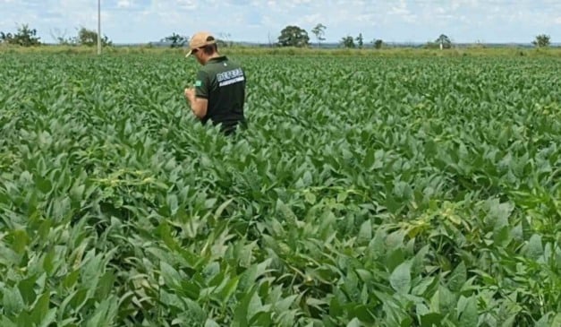 Após o fim do período oficial de semeadura, encerrado em 2 de janeiro, os produtores de soja de Goiás têm até 17 de janeiro de 2026 para registrar as áreas cultivadas no Sistema de Defesa Agropecuária de Goiás (Sidago). A exigência consta da Instrução Normativa nº 06/2024 da Agrodefesa e reforça o controle fitossanitário e a prevenção da ferrugem asiática, uma das principais ameaças à cultura da soja.
