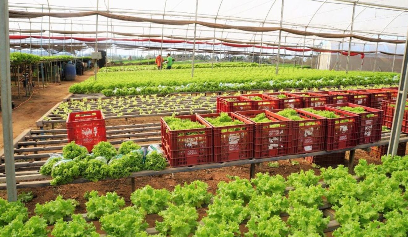 Compras públicas do programa somaram R$ 53,9 milhões e ampliaram a renda de agricultores familiares em São Paulo