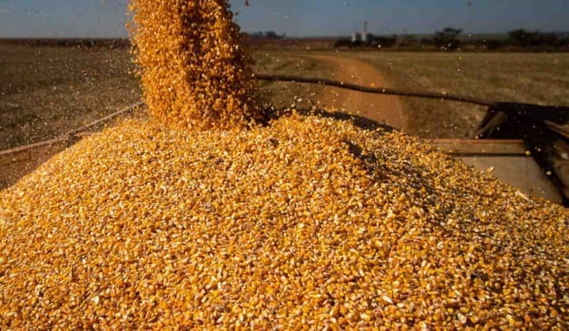 O Programa de Venda em Balcão (ProVB) de milho voltou a operar esta semana em todas as Unidades Armazenadoras (UAs) e Unidades Satélites de Venda (USVs) da Companhia Nacional de Abastecimento (Conab). As vendas do grão estão liberadas em 20 estados que executam o programa e no Distrito Federal