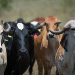 Em novembro, a Comiss&atilde;o de Agricultura, Pecu&aacute;ria, Abastecimento e Desenvolvimento Rural da C&acirc;mara dos Deputados aprovou o Projeto de Lei 3560/25, que exige receita para a venda de antibi&oacute;ticos veterin&aacute;rios. A proposta foi noticiada, nesta quarta-feira (28), pela ag&ecirc;ncia de not&iacute;cias da casa legislativa