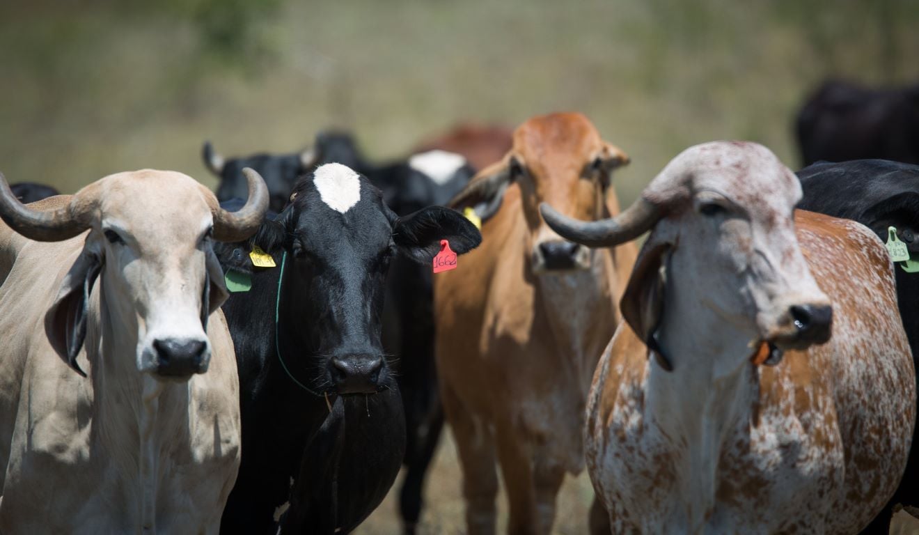 Em novembro, a Comissão de Agricultura, Pecuária, Abastecimento e Desenvolvimento Rural da Câmara dos Deputados aprovou o Projeto de Lei 3560/25, que exige receita para a venda de antibióticos veterinários. A proposta foi noticiada, nesta quarta-feira (28), pela agência de notícias da casa legislativa Em novembro, a Comissão de Agricultura, Pecuária, Abastecimento e Desenvolvimento Rural da Câmara dos Deputados aprovou o Projeto de Lei 3560/25, que exige receita para a venda de antibióticos veterinários. A proposta foi noticiada, nesta quarta-feira (28), pela agência de notícias da casa legislativa
