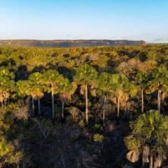 A Secretaria de Estado de Meio Ambiente e Desenvolvimento Sustent&aacute;vel (Semad) anunciou que, nesta semana, o PSA Cerrado em P&eacute; abre inscri&ccedil;&otilde;es em 14 cidades de Goi&aacute;s. O Pagamento por Servi&ccedil;os Ambientais (PSA) remunera produtores rurais de Goi&aacute;s pela conserva&ccedil;&atilde;o da vegeta&ccedil;&atilde;o nativa do bioma Cerrado