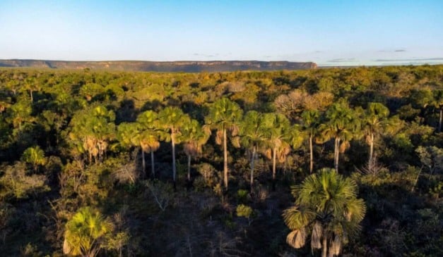 A Secretaria de Estado de Meio Ambiente e Desenvolvimento Sustentável (Semad) anunciou que, nesta semana, o PSA Cerrado em Pé abre inscrições em 14 cidades de Goiás. O Pagamento por Serviços Ambientais (PSA) remunera produtores rurais de Goiás pela conservação da vegetação nativa do bioma Cerrado