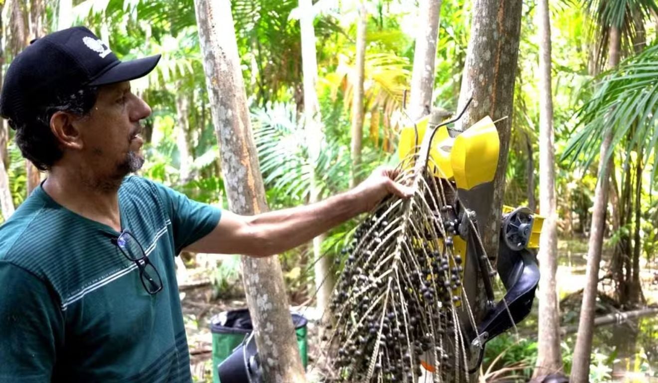 A colheita de açaí ganha inovação com o Açaíbot, que automatiza o processo e melhora a segurança dos trabalhadores na Amazônia A colheita de açaí ganha inovação com o Açaíbot, que automatiza o processo e melhora a segurança dos trabalhadores na Amazônia